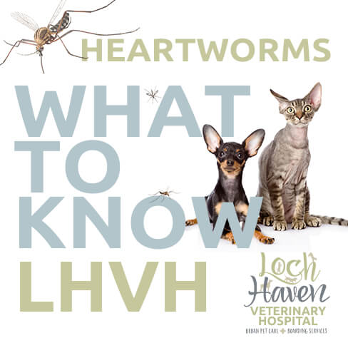 heartworm-disease-img-2