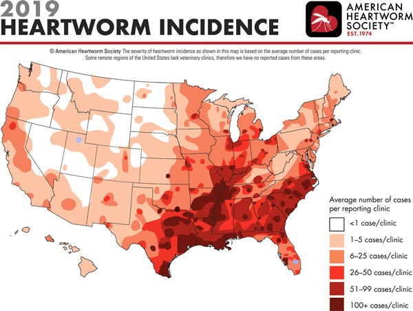 heartworm-disease