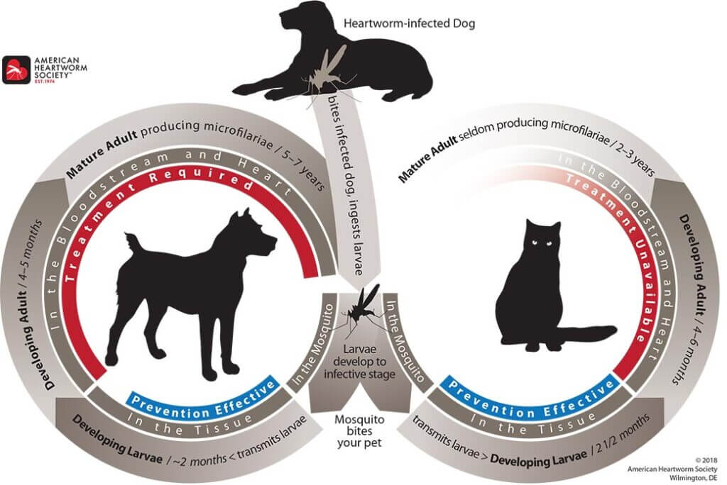 heartworm-disease-img-1