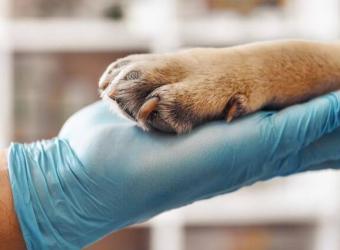 Maximizing Canine Health: The Importance of Lab Work Through Your Dog&#039;s Life